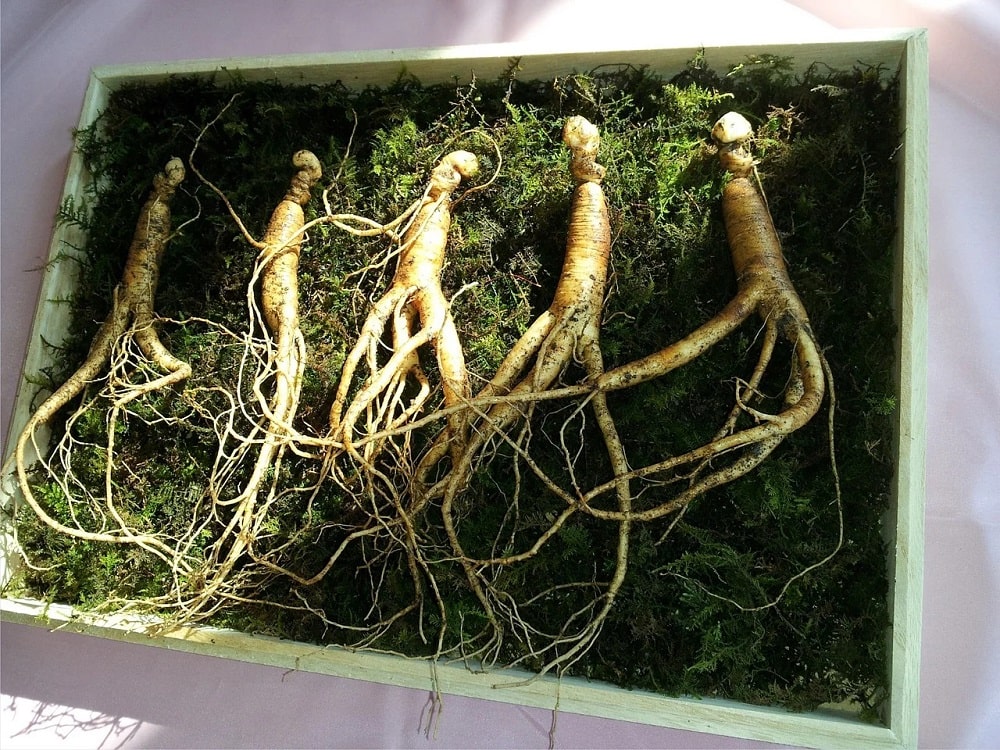 Extrait Racine Ginseng