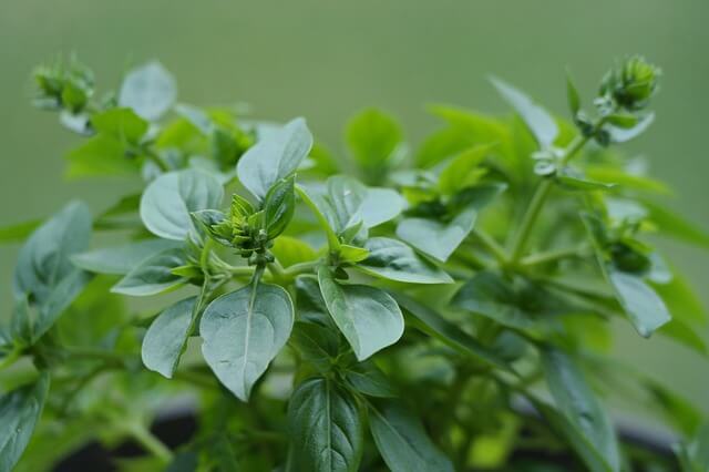 Lebiodka Oregano Naturalne Zioła